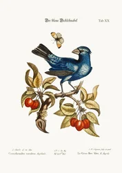 Der Blaue Grosbeak aus Angola, 1749-73